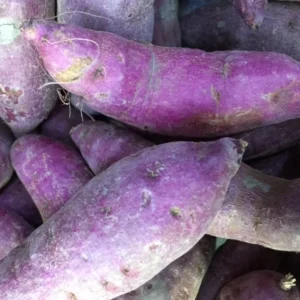 Sweet Potato Cuttings - 10 Vine Plant Starts for Home Gardens