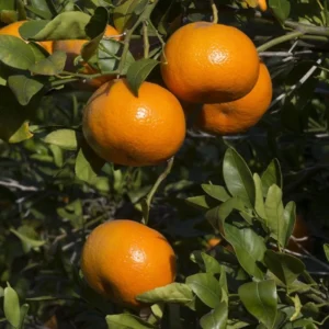 Sweet Tangerine Tree - 2 to 3 Feet Tall - Fresh Citrus Fruit