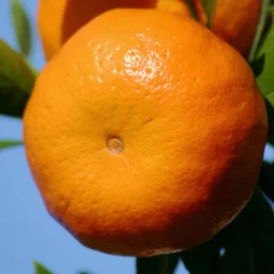 Sweet Tangerine Tree - 2 to 3 Feet Tall - Fresh Citrus Fruit