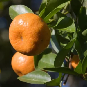 Sweet Tangerine Tree - 2 to 3 Feet Tall - Fresh Citrus Fruit