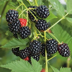 Sweet Thornless Blackberry Plants - 3 Starter Plants - Fruit Garden Ready