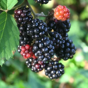 Sweet Thornless Blackberry Plants - 3 Starter Plants - Fruit Garden Ready