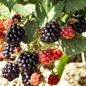 Sweet Thornless Blackberry Plants - 3 Starter Plants - Fruit Garden Ready