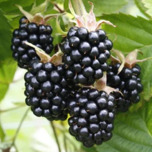 Sweet Thornless Blackberry Plants - 3 Starter Plants - Fruit Garden Ready