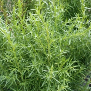 Tarragon Plants Live - 2 French Tarragon Herb Plants 4-6 Inch - Outdoor Gardening