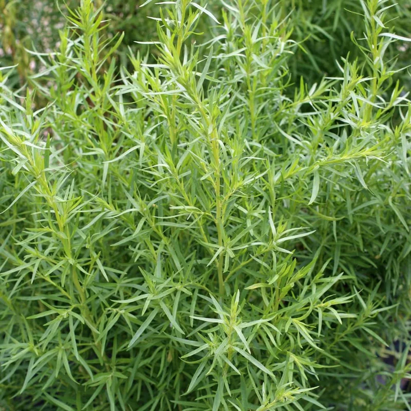 Tarragon Plants Live - 2 French Tarragon Herb Plants 4-6 Inch - Outdoor Gardening