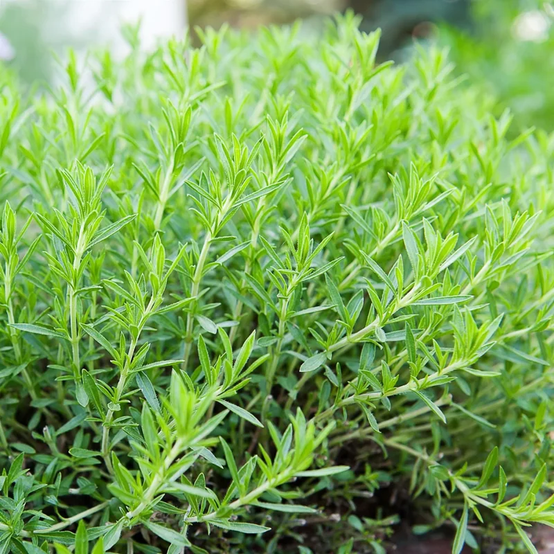 Tarragon Plants Live - 2 French Tarragon Herb Plants 4-6 Inch - Outdoor Gardening