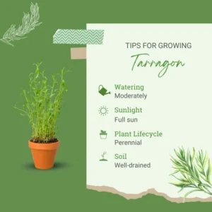 Tarragon Plants Live - 2 French Tarragon Herb Plants 4-6 Inch - Outdoor Gardening