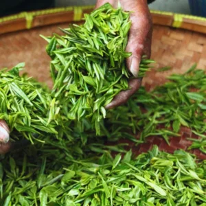 Tea Tree Live Plant - Camellia Sinensis Starter Herb Plant 5-8 Inches