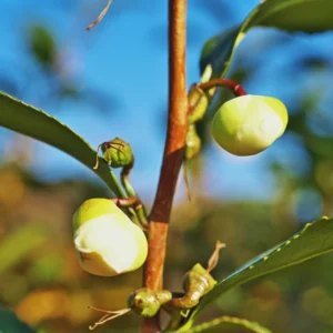 Tea Tree Live Plant - Camellia Sinensis Starter Herb Plant 5-8 Inches