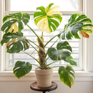 Thai Constellation Monstera Plant Live Rare Monstera House Plant 5-6 Inches