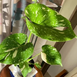 Thai Constellation Monstera Plant Live Rare Monstera House Plant 5-6 Inches