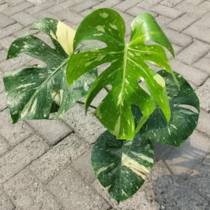 Thai Constellation Monstera Plant - Rare Indoor Houseplant 5 Inch Live Bareroot