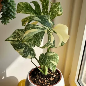 Thai Constellation Monstera Plant - Rare Indoor Houseplant 5 Inch Live Bareroot