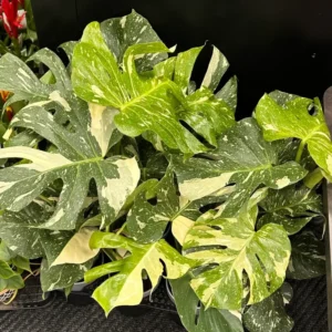 Thai Constellation Monstera Plant - Rare Indoor Houseplant 5 Inch Live Bareroot