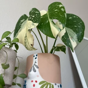 Thai Constellation Monstera Plant - Rare Indoor Houseplant 5 Inch Live Bareroot