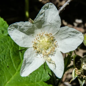 Thimbleberry Live Plant - 6-10 Inch Potted Sweet Red Berry Fruit Plant for Garden