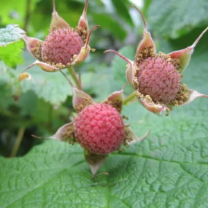 Thimbleberry Live Plant - 6-10 Inch Potted Sweet Red Berry Fruit Plant for Garden