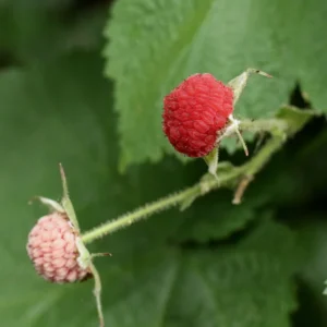 Thimbleberry Live Plant - 6-10 Inch Potted Sweet Red Berry Fruit Plant for Garden