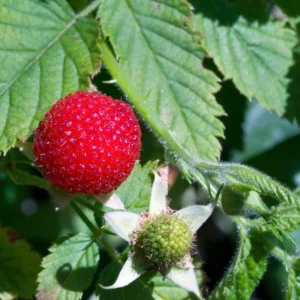 Thimbleberry Live Plant - 6-10 Inch Potted Sweet Red Berry Fruit Plant for Garden