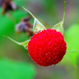 Thimbleberry Plant - 6-10 Inch Red Berry Plant - Outdoor Garden