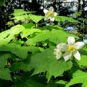 Thimbleberry Plant - 6-10 Inch Red Berry Plant - Outdoor Garden