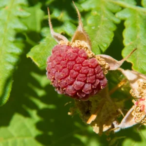 Thimbleberry Plant - 6-10 Inch Red Berry Plant - Outdoor Garden