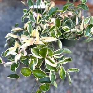 Tricolor Hoya Plant Live - Variegated Indoor Plant 4-6 Inches
