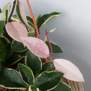 Tricolor Hoya Plant Live - Variegated Indoor Plant 4-6 Inches