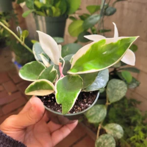 Tricolor Hoya Plant Live - Variegated Indoor Plant 4-6 Inches