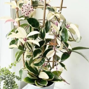 Tricolor Hoya Plant Live - Variegated Indoor Plant 4-6 Inches