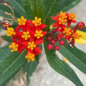 Tropical Milkweed Plants Live Asclepias Bareroots 4-5 Inches Outdoor Planting