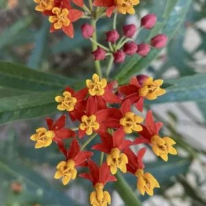 Tropical Milkweed Plants Live Asclepias Bareroots 4-5 Inches Outdoor Planting