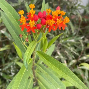 Tropical Milkweed Plants Live Asclepias Bareroots 4-5 Inches Outdoor Planting