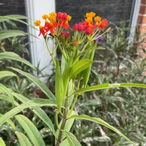 Tropical Milkweed Plants Live Asclepias Bareroots 4-5 Inches Outdoor Planting