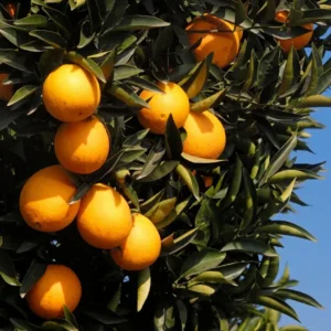 Valencia Orange Tree - Live Plant - 2 to 3 Feet Tall - Fruit Tree