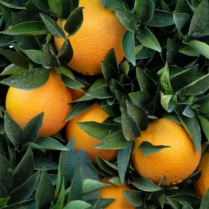 Valencia Orange Tree - Live Plant - 2 to 3 Feet Tall - Fruit Tree