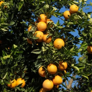Valencia Orange Tree - Live Plant - 2 to 3 Feet Tall - Fruit Tree