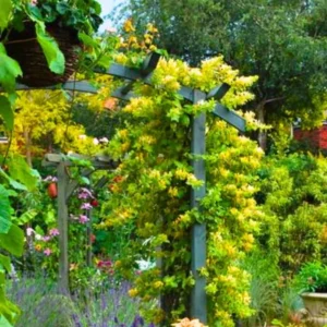 Variegated Honeysuckle Live Plant - Climbing Vine - Fragrant Honeysuckle