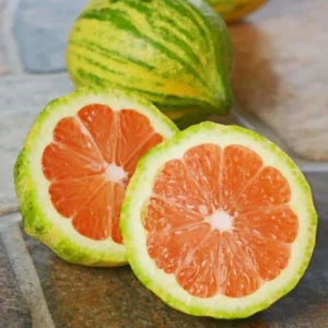 Variegated Lemon Tree - 2 to 3 ft Citrus Tree - Unique Foliage