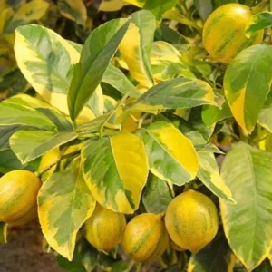 Variegated Lemon Tree - 2 to 3 ft Citrus Tree - Unique Foliage