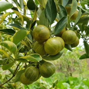 Variegated Lemon Tree - 2 to 3 ft Citrus Tree - Unique Foliage