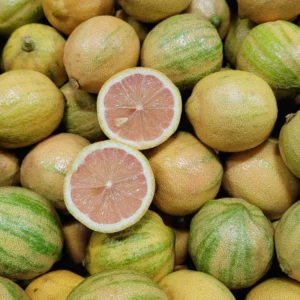 Variegated Lemon Tree - 2 to 3 ft Citrus Tree - Unique Foliage