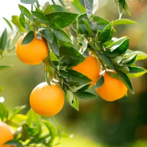 Vernia Orange Tree - 2 to 3 Feet Tall - Potted Citrus Tree