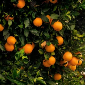 Vernia Orange Tree - 2 to 3 Feet Tall - Potted Citrus Tree