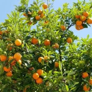 Vernia Orange Tree - 2 to 3 Feet Tall - Potted Citrus Tree