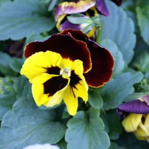 Viola Mix Flower Plants - Starter Plants - Mixed Colors - Garden Ready