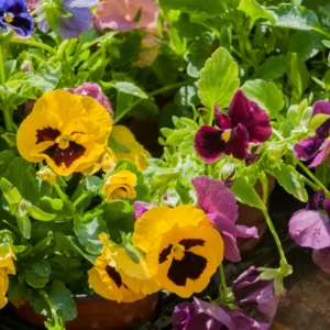 Viola Mix Flower Plants - Starter Plants - Mixed Colors - Garden Ready