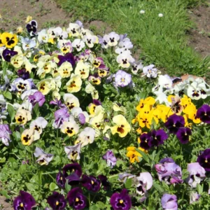 Viola Mix Flower Plants - Starter Plants - Mixed Colors - Garden Ready