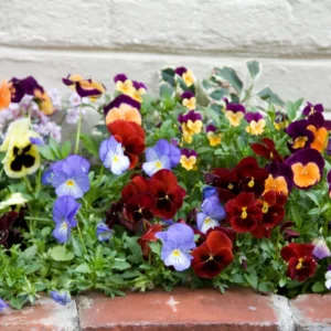 Viola Mix Flower Plants - Starter Plants - Mixed Colors - Garden Ready